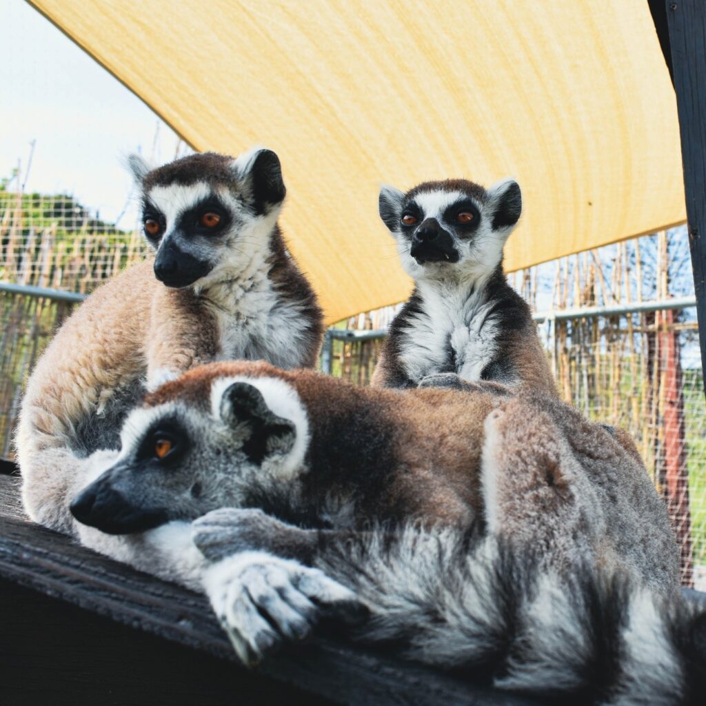 Ring-tailed lemurs at Rhodes Farm
