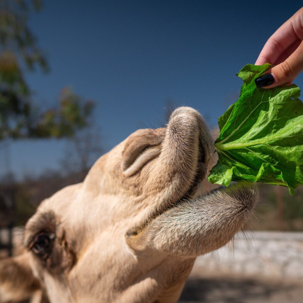 Camel eating leaves at Rhodes Farm