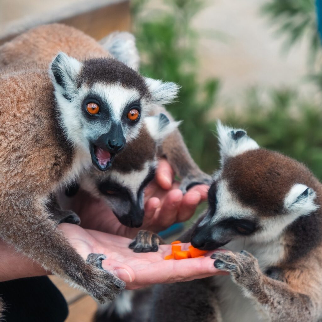 Lemurs feeding from visitors' hands at Rhodes Farm