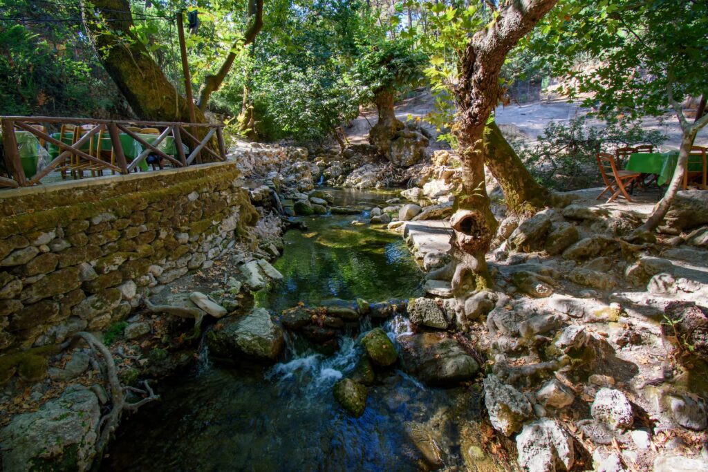 Forest stream at 7 Springs