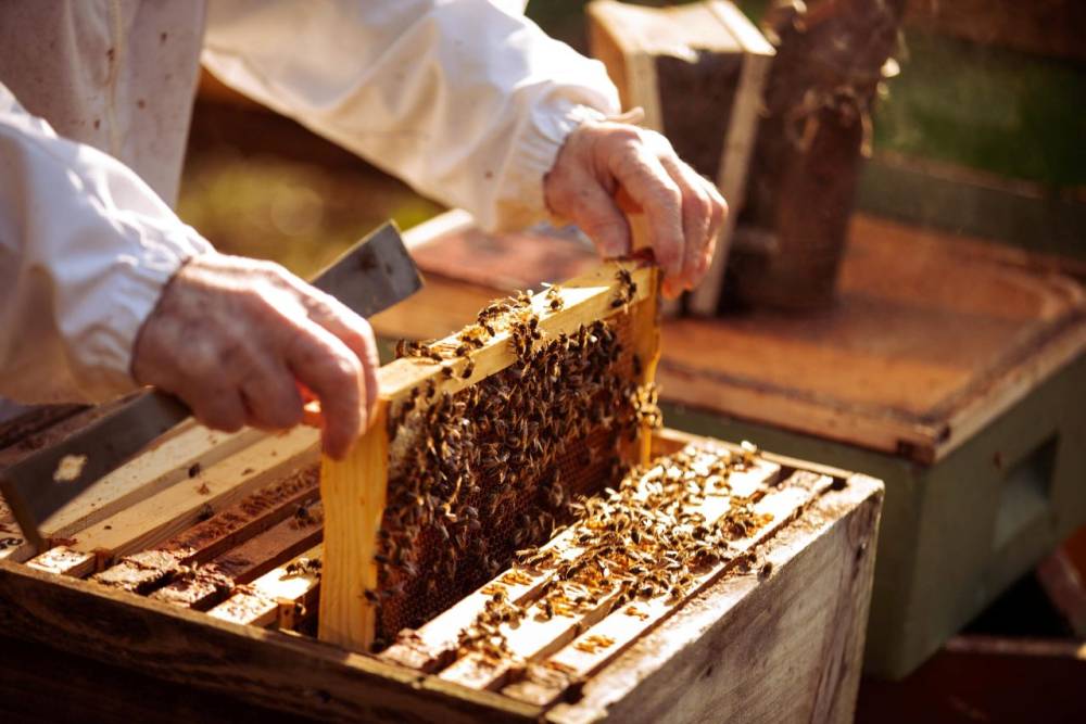 Beekeeper holding a honeycomb frame