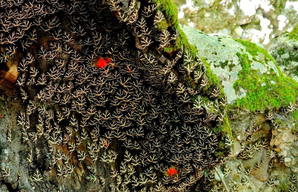 Butterflies resting on a tree trunk in the Valley of the Butterflies